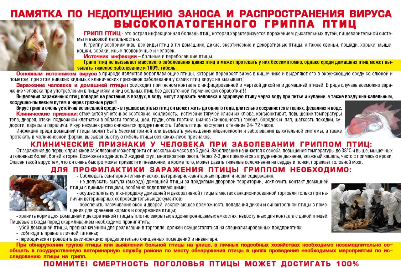 Памятка по недопущению гриппа птиц.